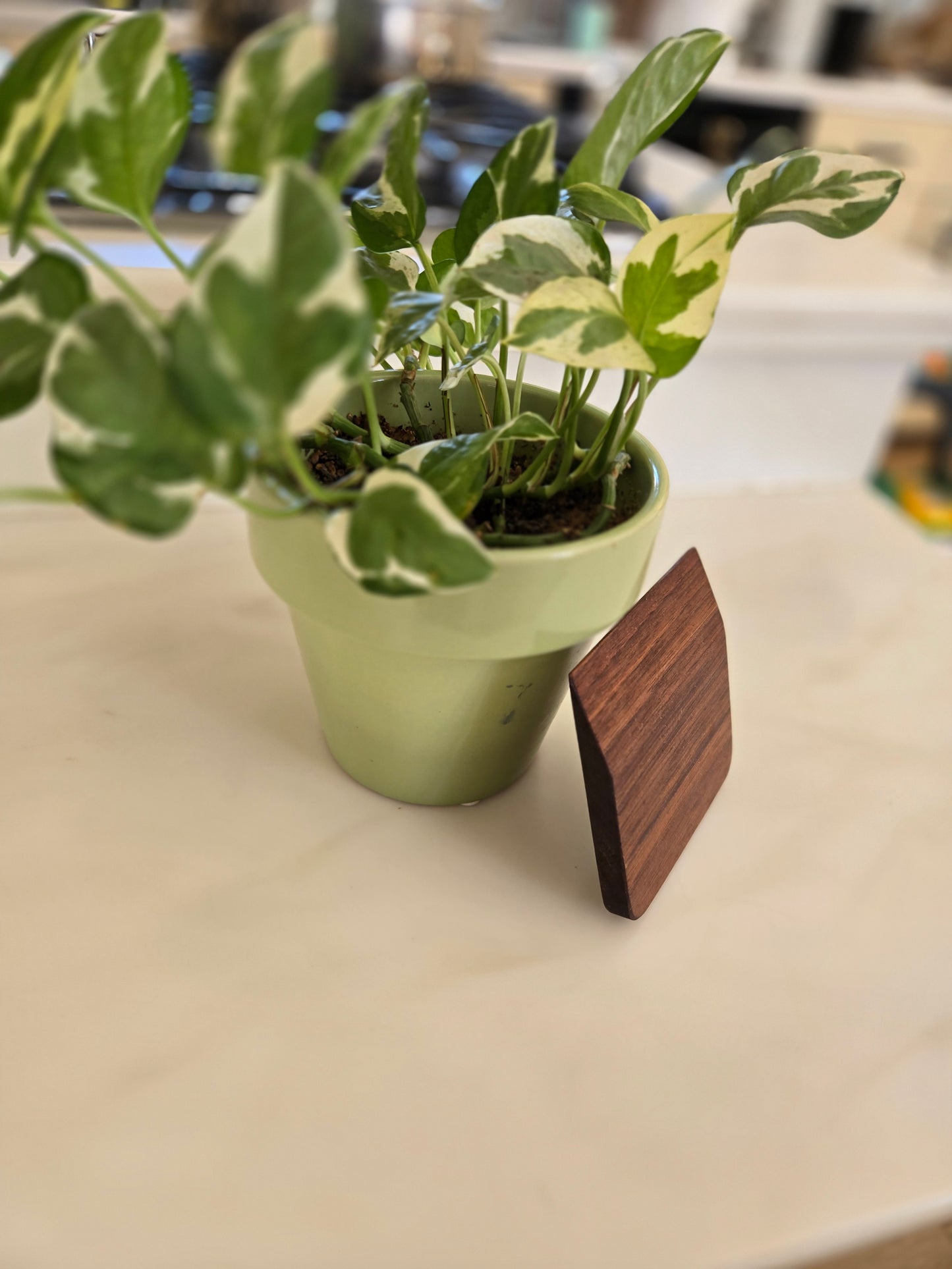 Kitchen Scraper
